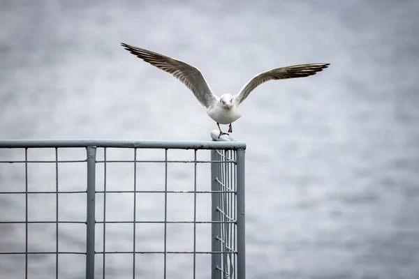 Gaivota Cabeça Preta Chroicocephalus Ridibundus — Fotografia de Stock