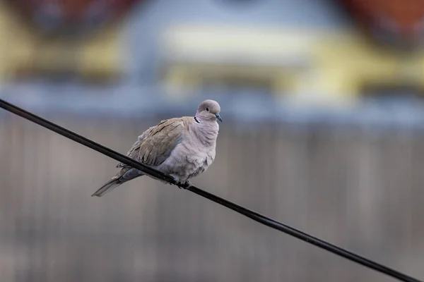 Paloma Collar Euroasiática Streptopelia Decaocto — Foto de Stock