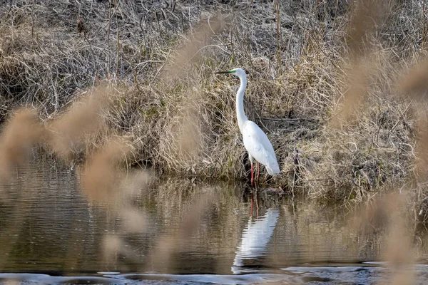 Grande Egret Comum Ardea Alba — Fotografia de Stock