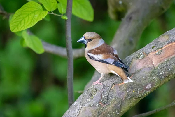 Hawfinch Coccothraustes Coccothraustes Bahçede — Stok fotoğraf