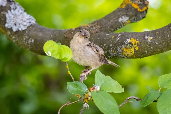 Haussperling Passer Domesticus Garten — Stockfoto