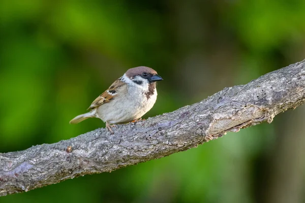 Feldsperling Passer Montanus Auf Einem Baum — Stockfoto