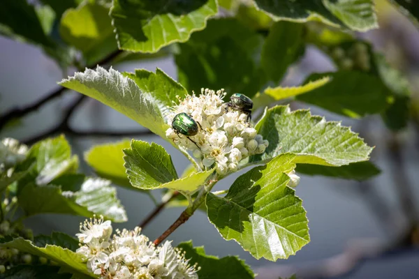 Flores Verdes Protaetia Affinis Uma Árvore — Fotografia de Stock