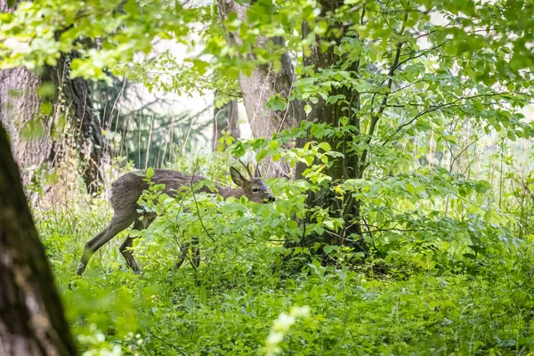 Ciervo Europeo Capreolus Capreolus Bosque —  Fotos de Stock