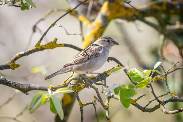 Gorrión Casa Passer Domesticus Árbol — Foto de Stock