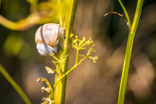 Snail Sleeping Dill — Stock Photo, Image