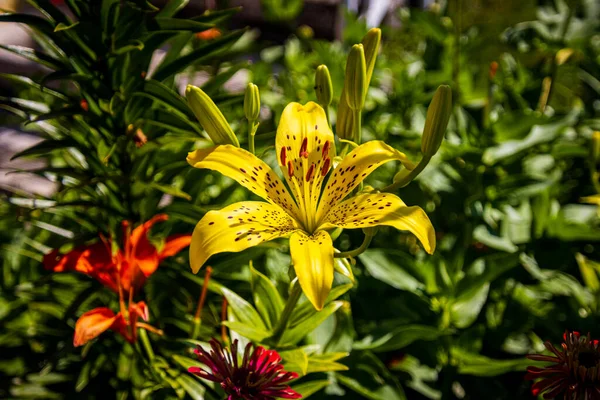 Lírio Flor Amarela Bonita Jardim — Fotografia de Stock