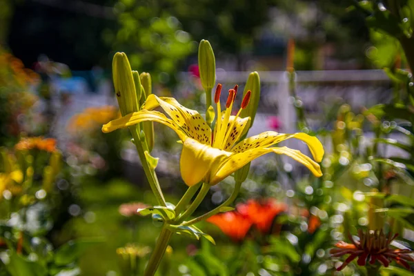 Lírio Flor Amarela Bonita Jardim — Fotografia de Stock