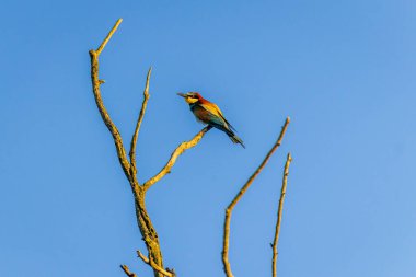 Avrupa arısı yiyici (Merops apiaster) bir ağaç üzerinde