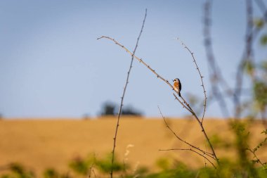 Dikenli bir çalılıkta kırmızı sırtlı örümcekkuşu (Lanius collurio)