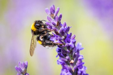 Lavanta (Lavandula) bahçesinde Bumblebee (Bomba)