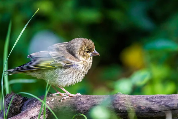 Jeune Verger Européen Chloris Chloris Dans Jardin — Photo