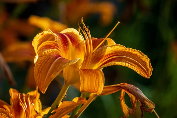 Laranja Lily Lilium Jardim Pôr Sol — Fotografia de Stock