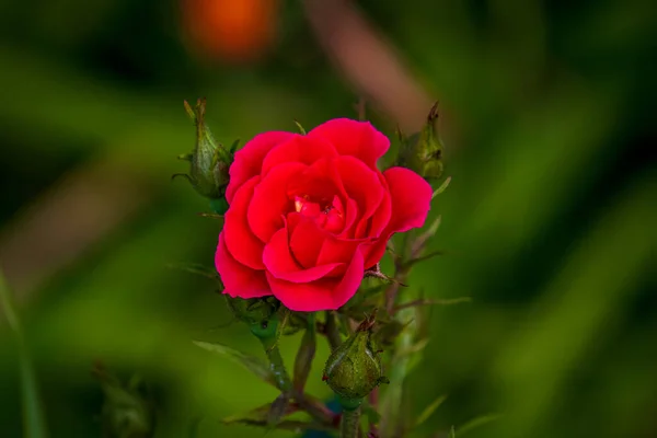 Μικρό Κόκκινο Τριαντάφυλλο Λουλούδι Στον Κήπο — Φωτογραφία Αρχείου
