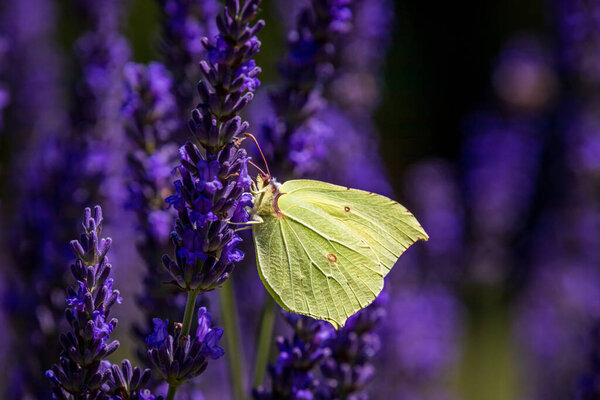 A Common brimstone butterfly (Gonepteryx rhamni) on Lavender