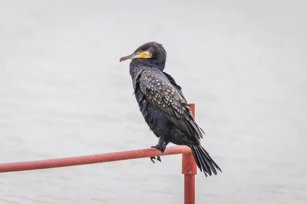 Великий Барант Phalacrocorax Carbo Сидить Червоній Металевій Трубі Озері Балатон — стокове фото