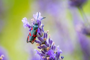 Lavandula 'da altı noktalı burnet (Zygaena filipendulae))