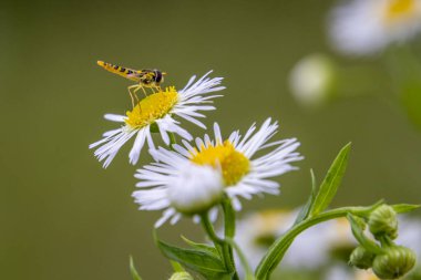 Bahçedeki beyaz bir çiçeğin üzerindeki küçük sinek (Sphaerophoria)