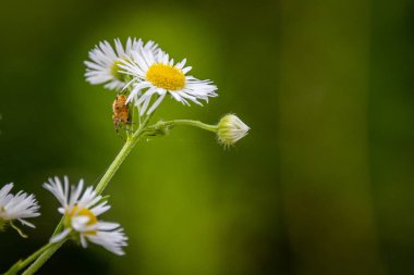 Bahçedeki beyaz çiçekte küçük bir örümcek