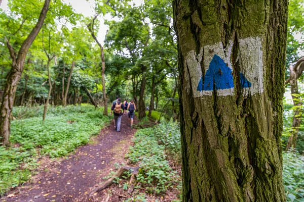 Sentier Randonnée Sur Colline Badacsony Hongrie — Photo