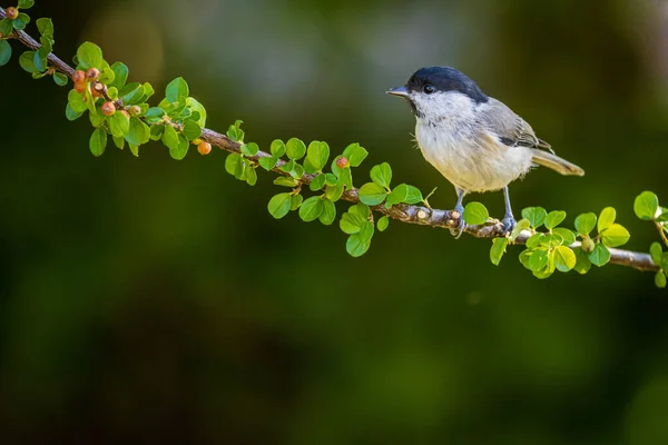 Marsh Tit Poecile Palustris Sitting Twig — Photo