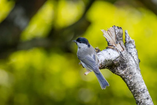 Marsh Tit Poecile Palustris Sitting Twig — Foto de Stock