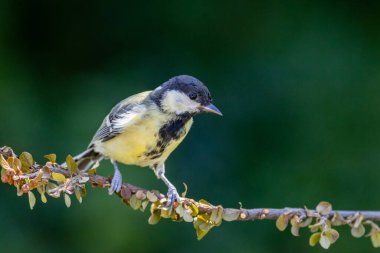 Young great tit (Parus major) on a tree branch