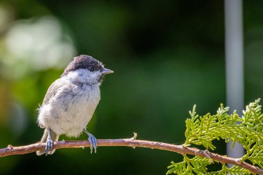Marsh tit (Poecile palustris) sitting on thuja