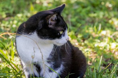 Bahçede oturan siyah beyaz bir kedi yavrusu