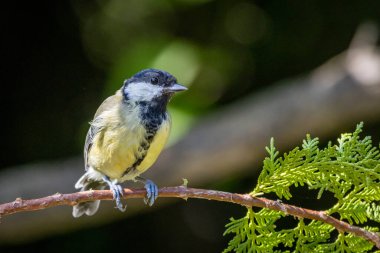 Young great tit (Parus major) on a thuja branch