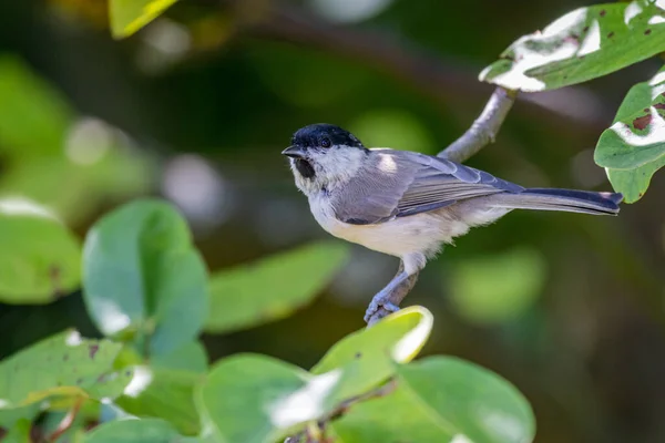 Marsh Tit Poecile Palustris Sitting Branch — Foto de Stock