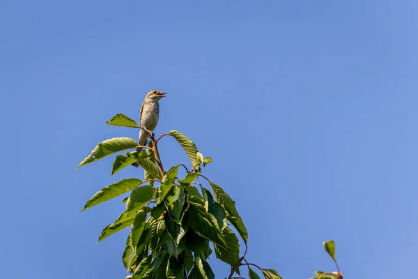 Weiblicher Neuntöter Lanius Collurio Auf Einem Baum — Stockfoto