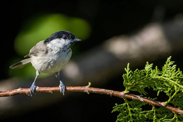 Marsh tit (Poecile palustris) sitting on thuja