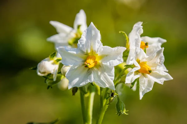 Batata Solanum Tuberosum Flor Jardim — Fotografia de Stock