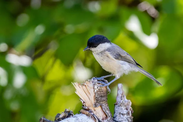 Marsh Tit Poecile Palustris Sitting Branch — Foto de Stock