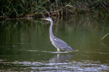 Gri balıkçıl (Ardea cinerea) sazlıklarda bir nehirde duruyor
