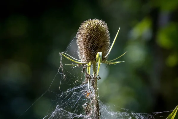 クモの巣で沼の乾燥したアザミ — ストック写真