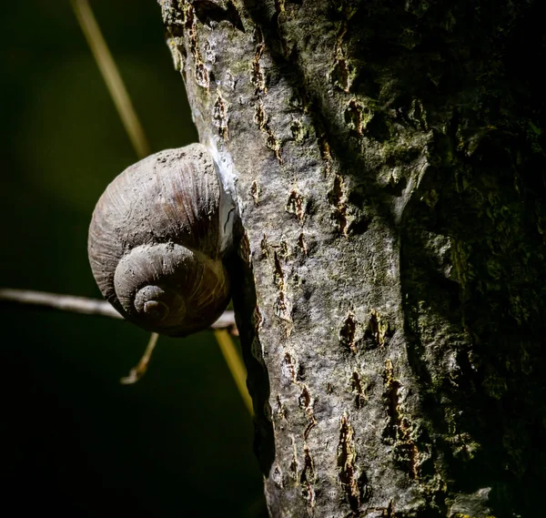 罗马蜗牛 Helix Pomatia 在树干上 — 图库照片