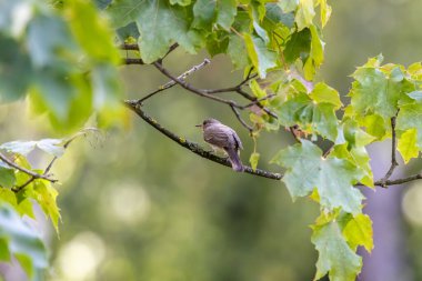 Ormandaki bir akçaağaç üzerinde sinekkapan (Muscicapa striata) görüldü.
