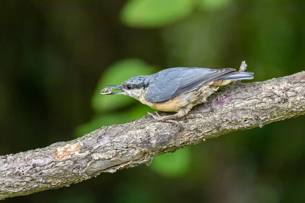 Eurasian Nuthatch Wood Nuthatch Sitta Europaea Tree Branch Sunflower Seed — Stock Photo, Image