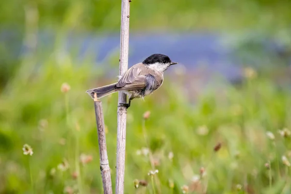 Marsh Tit Poecile Palustris Bamboo Sticks Garden — Foto de Stock