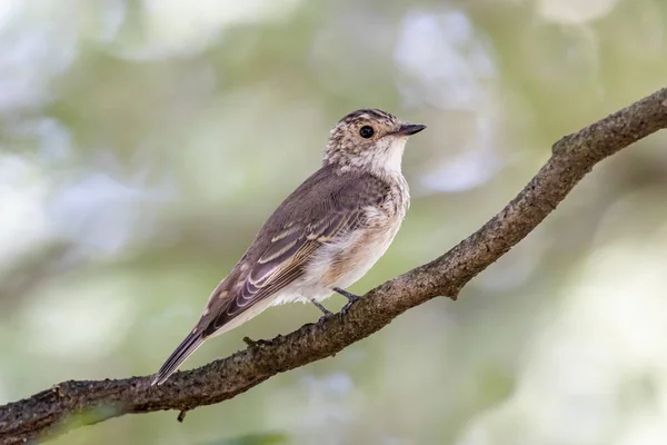 Пятнистая Мухоловка Muscicapa Striata Сидит Веточке Лесу — стоковое фото