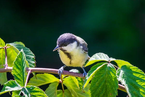 Great Tit Parus Major Sitting Blackberry Bush — Stock Photo, Image