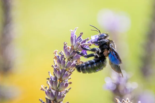 Violet carpenter bee (Xylocopa violacea) on lavender
