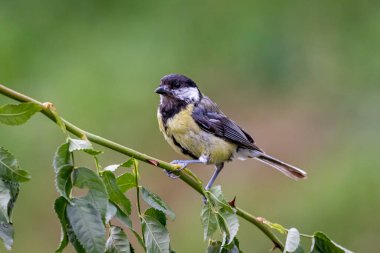 büyük baştankara (parus önemli) bir dal üzerinde oturan