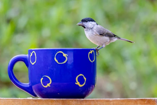 Marsh Tit Poecile Palustris Sitting Blue Mug — Stockfoto