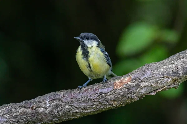 Молодая Большая Синица Parus Major Сидящая Ветке — стоковое фото