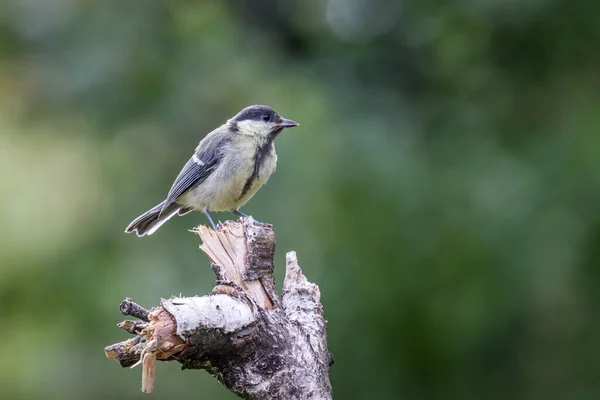 Gran Teta Parus Major Sentado Una Rama — Foto de Stock