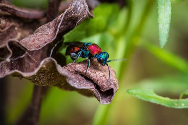 Cuckoo eşekarısı (Hedychrum nobile) kurumuş bir yaprağın üzerinde poz verir.