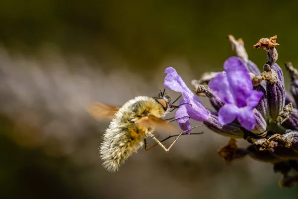 Large bee-fly (Bombylius major) feeding on Lavender